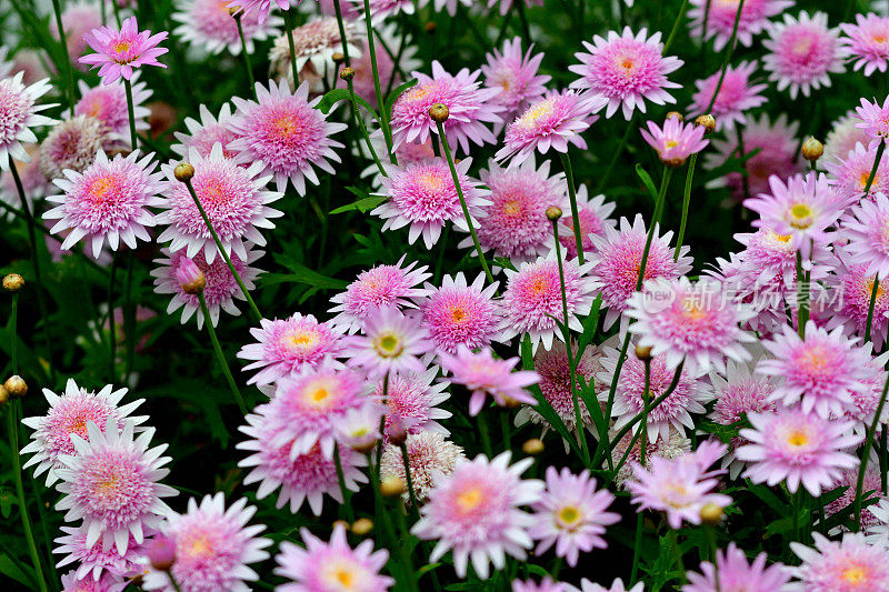 玛格丽特 / 玛格丽特雏菊 / 阿吉兰蒂姆 / 巴黎雏菊